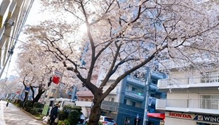 tokyo_sakura1.jpg