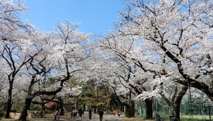 tokyo_sakura2.png